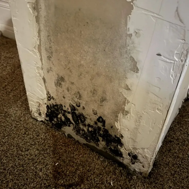 Professional Mold Removal in Southport, IN